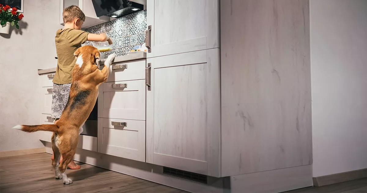 Sample room with pet-friendly flooring